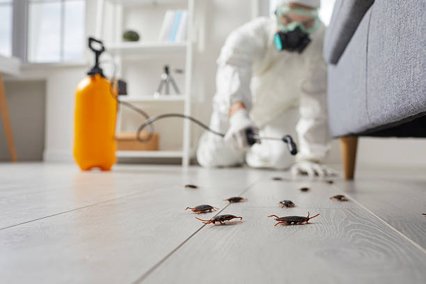 Commercial Rodent Management in Prescott